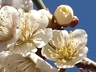 梅開花
